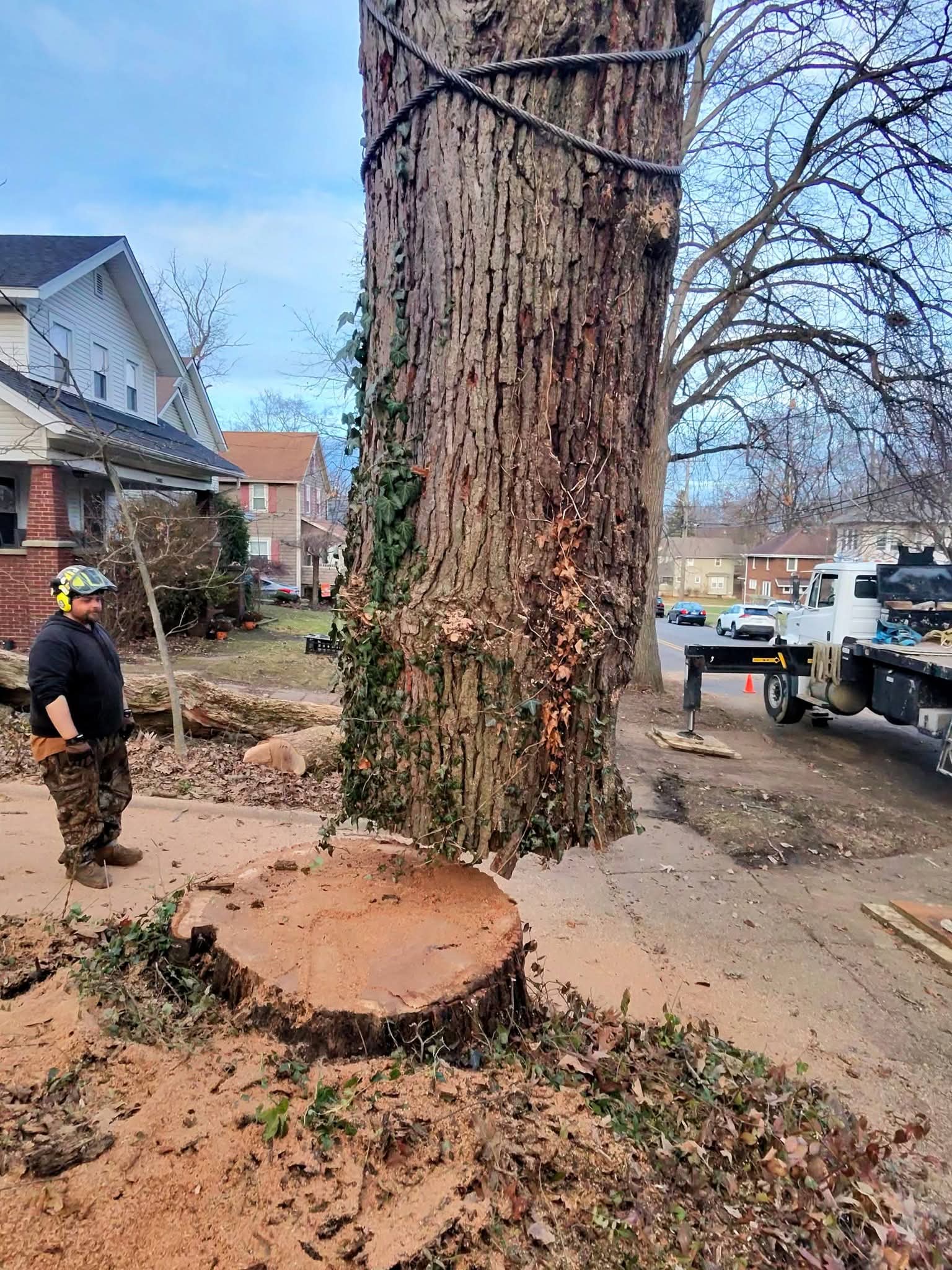 Crew member standing next to massive still-standing tree trunk showing scale before removal in residential neighborhood